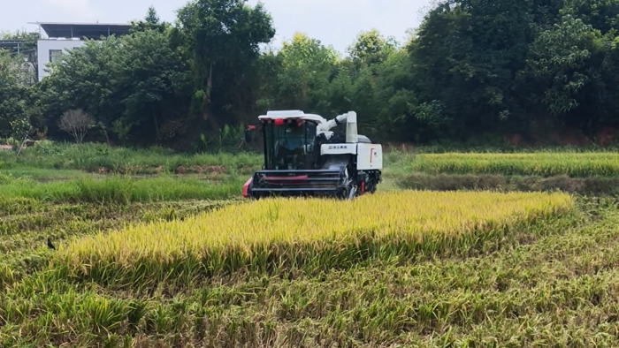 XR720跨区水稻机，，，，，高效作业促丰登