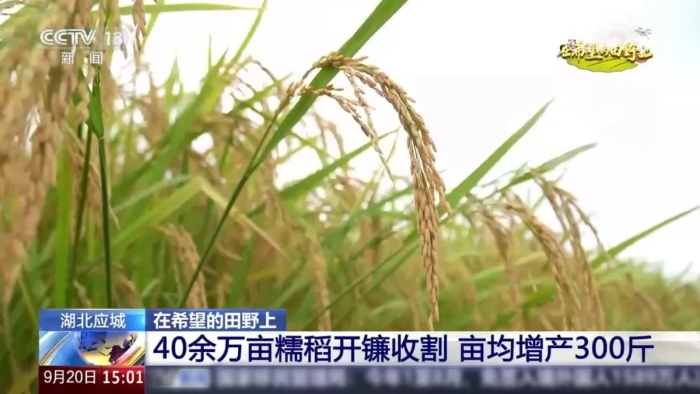 央视聚焦！8827太阳集团这台“收稻神器”刷屏湖北旷野